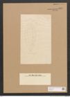 Surirella sp. (de-Toni-Nr.: Genus 53) Zeichnungen Sammlung Grunow Nr. 4850 (NHMW-BOT-W0373024)